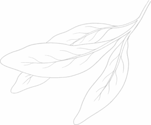 leaf background texture